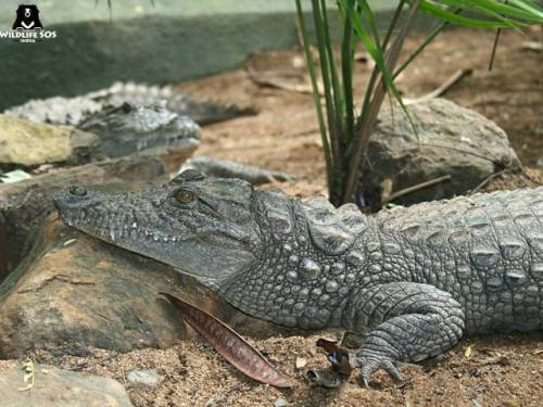  An approx. 7 foot long #MarshCrocodile was rescued by Team #WildlifeSOS from a village located in F