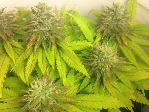 agreatgreenwizard:  Last week, week eleven, just waiting for the heads to ripen up, then the cut!