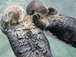 sixpenceee:  Sea Otters will sometimes hold hands when they sleep so they don’t drift away from each other