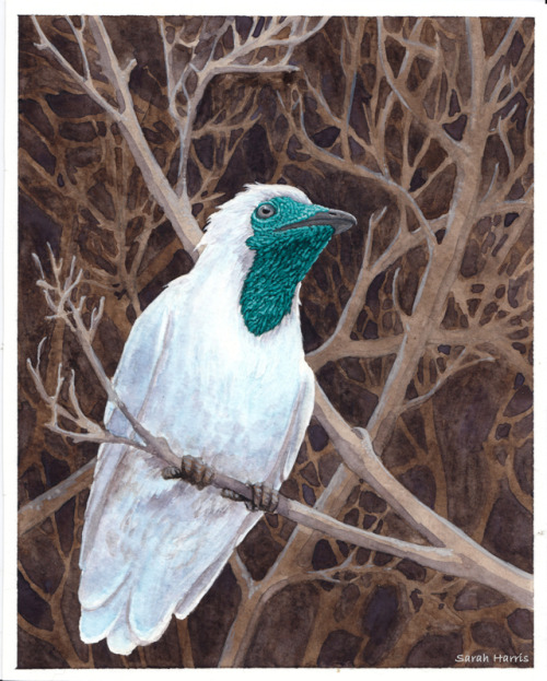 8x10″ watercolor and gouache, bare throated bellbird. Interesting looking bird, their wrinkly bright