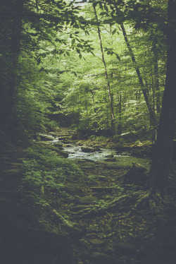 hippie-tranquility:  colingallagher:  into the glen on Flickr. Colin Gallagher | Facebook | Twitter | Flickr | Store    
