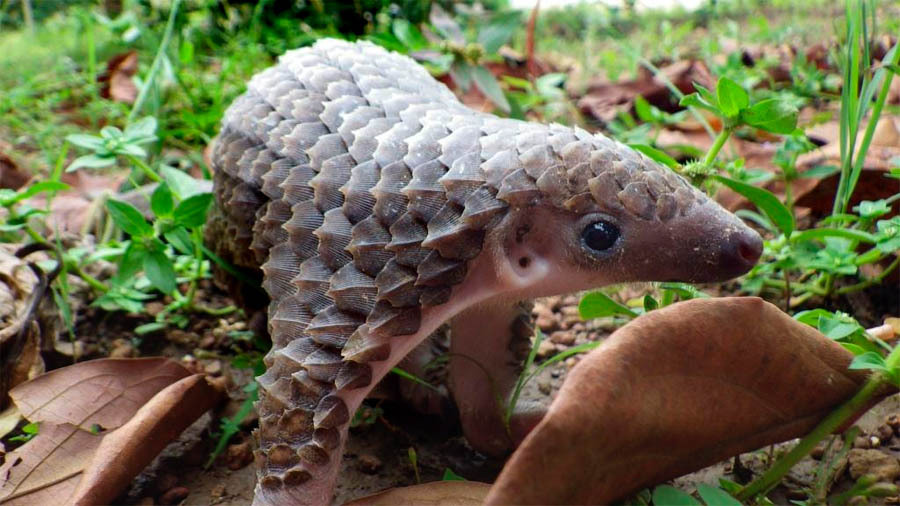 siemari:  weeaboo-chan:  callmeshirlie:  This is the Asian Pangolin. The pangolin