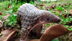 siemari:  weeaboo-chan:  callmeshirlie:  This is the Asian Pangolin. The pangolin is the only mammal on the planet that bears actual scales.It is also the only carnivore that does not have teeth. Plus, it’s the cutest thing I’ve ever seen. Just look