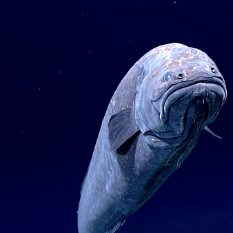 Cusk Eel (SOURCE)