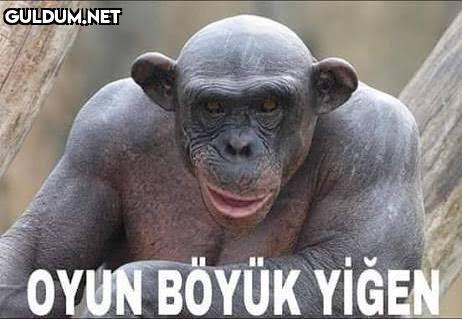 OYUN BÖYÜK YİĞEN