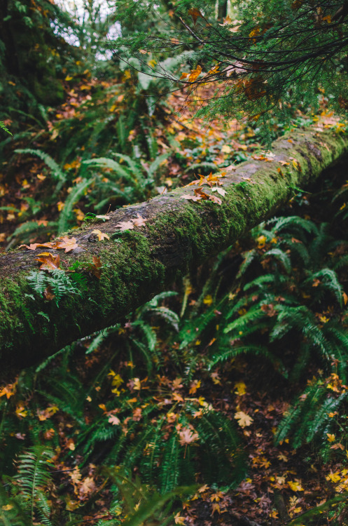 Log Bridge Print Shop