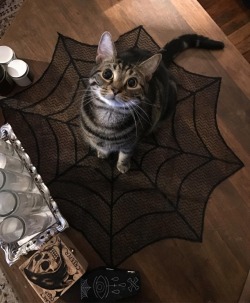 walkinglick-talkingbrick:  spooky kitty