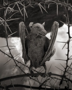 metalonmetalblog:  It’s lake Natron in