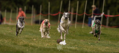 ofcarnivora:Italian greyhounds, silkens and whippets doing straight racing (LGRA/WRA). Nyoommmm, the