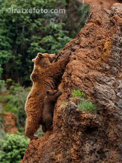 magicalnaturetour:  The brave little bear