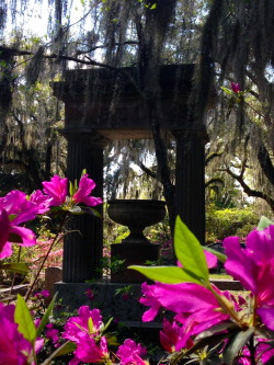 bettybrewer:  Bonaventure Cemetery, Savannah,