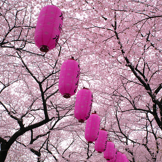dreams-of-japan:  full bloom by ajpscs on Flickr.