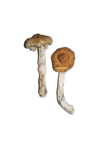 Vietnamese Magic Mushrooms (Psilocybin)
20.00 - 600.00 CA$
See more : https://egmedicinal.com/product/vietnamese-magic-mushrooms-psilocybin/
Vietnamese Magic Mushroom (Psilocybe Cubensis Vietnam) is an old school strain that dates back to an era when...