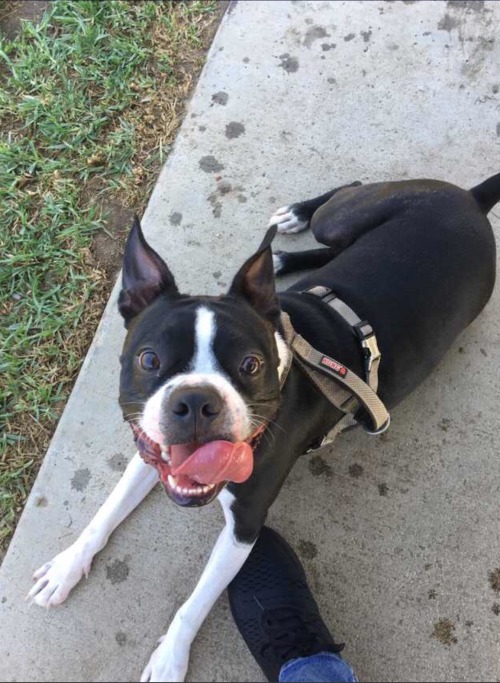 I don’t have a dog of my own but this is Ollie. He’s my wingman when I want to get into the dog park and pet all the pups 😂 