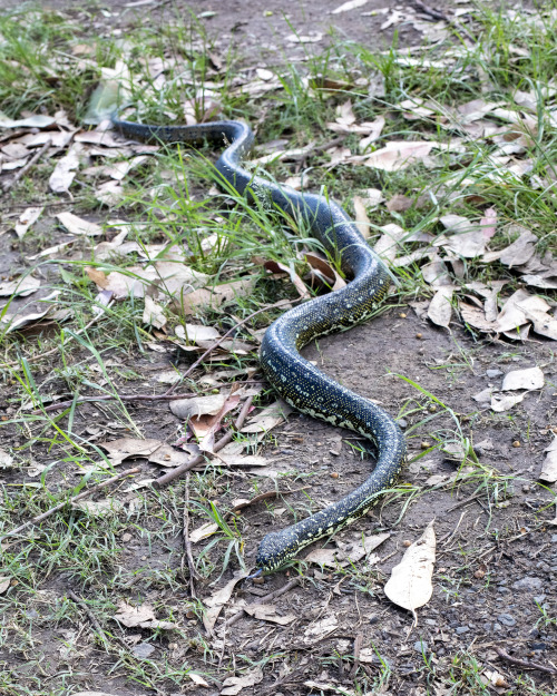 2022: Quite the laid-back Diamond Python .. that tongue is really blue.