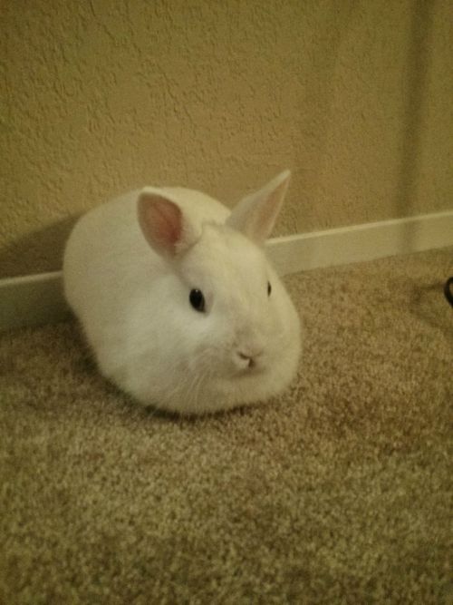 revscarecrow:Bunny.