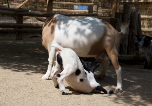 embracingtheview: Baby goats (kids), Living Desert, Palm Desert, California. Photo taken by rjz