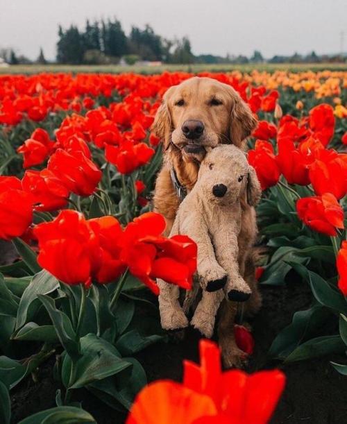 awwww-cute:  too pure for this world (Source: https://ift.tt/2IXyZbH)