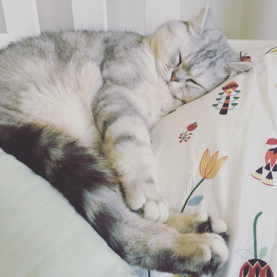 animalsdancing:  I don’t wanna get out of bed