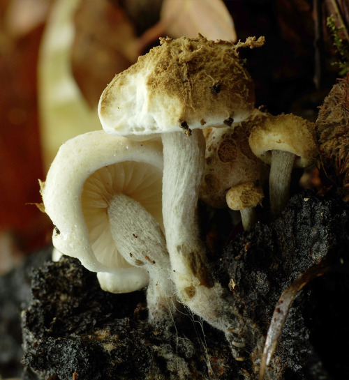 The blackening russule - Russula nigricans - is well named for the way it turns black on maturation,