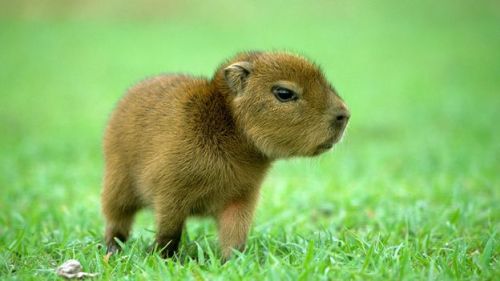 pathologising: baby coconut…