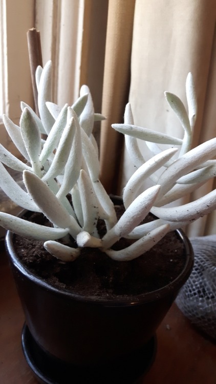 thewiccanwonders: Anyone know what this is? It’s soft and slightly fuzzy. Was in with the succ