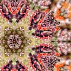 cannibaldisaster:  AWSOME kaleidoscope bud