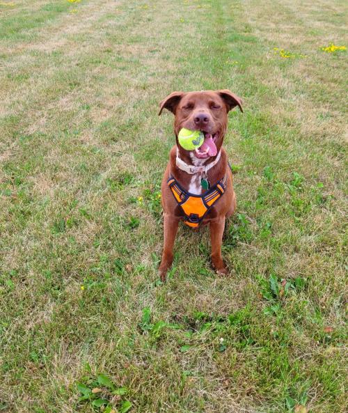 Happiness is a tennis ball and an open field