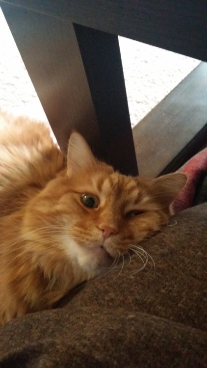 unflatteringcatselfies:Murderface (AKA ‘Face’), a giant floofball who likes to sleep in 