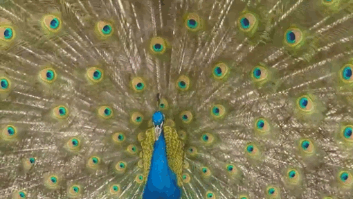 fuckyeahfluiddynamics: Peacocks are known for their colorful mating displays, but it turns out there