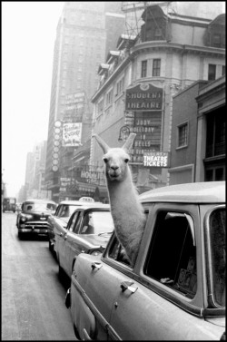 unearthedviews:   USA. New York City. 1957. A Llama in Times Square.   © Inge Morath  