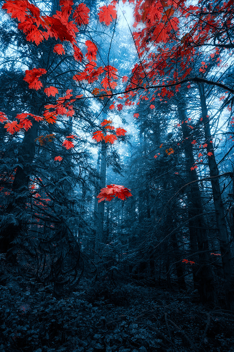 imiging:  - this is not a forest Photograph by Paul Saturley paulsaturley.tumblr.com