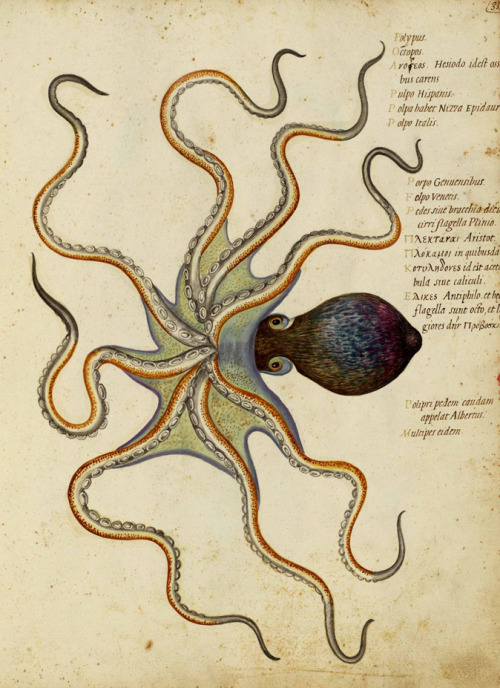 design-is-fine:Ulisse Aldrovandi, Octopus, Animali, vol 4,16th century. Watercolor. Universita di Bo