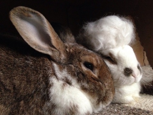 And the shedding continues! Forever rocking the Marie Antoinette look.