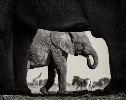 funnywildlife:  Natural frame - Morkel ErasmusSOUTH AFRICAFinalist, Black &amp; White category in Wildlife Photographer of the Year 2015Morkel could hear every rumble. He could even smell the elephants. But his view was limited to the viewing slit of