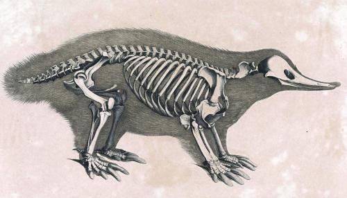 biomedicalephemera:My favorite creatures have some beautiful bones.Die/Das Skelete [series]. Dr. E. 