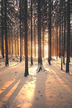 visualechoess:  Afternoon Glow - by: Marco Heisler