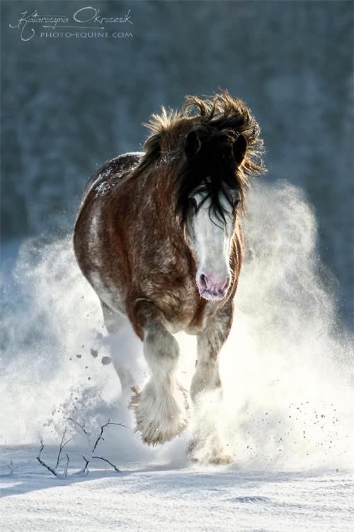scarlettjane22:  from   Shannon O'Brien on Pinterest 