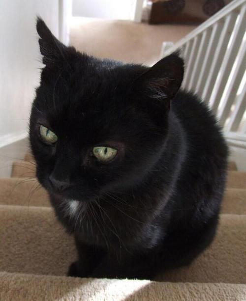 lildicktornado:  cat is sad because it’s hit him that happiness is not a permanent