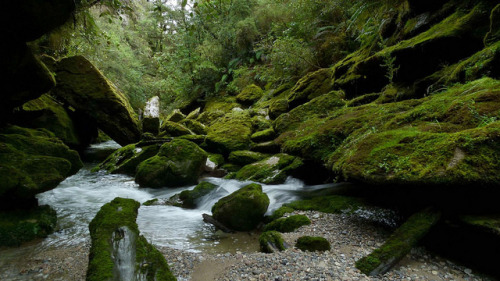 Cave Creek Resurgence, Kotihotiho, Aotearoa by New Zealand Wild on Flickr.