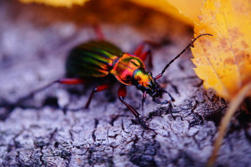 onenicebugperday:Metallic slug hunter, Carabus auronitens, CarabidaeFound throughout Europe, primari