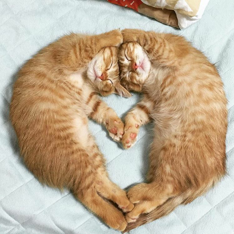 Cats