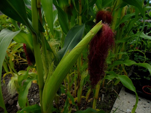 Very impressed with the sweetcorn. Probably another 3 weeks before it&rsquo;s ready though.