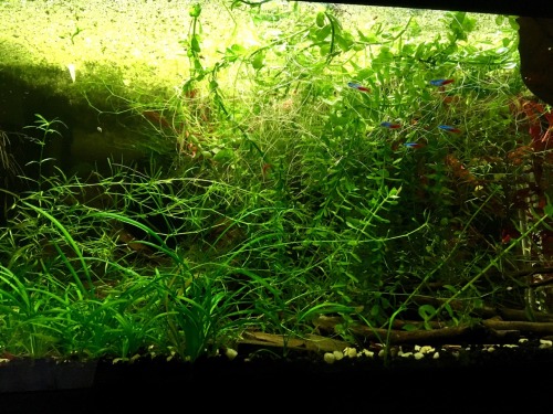 This tank is still so overgrown and dim.