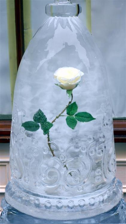 White Beauty Rose.A white rose encased in ice.