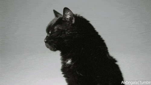 bloodykuroneko:   BLACK CATS!   os gato fugino ai krl pega!! 