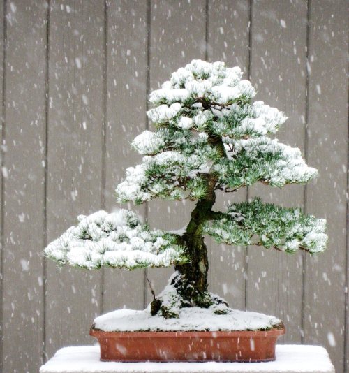 Japanese White Pine Bonsai tree in the Snow