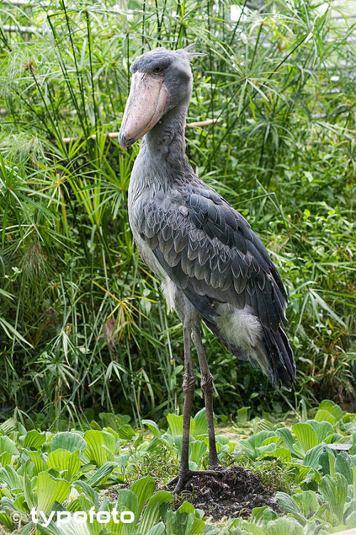 The shoebill, also known as the whalehead, is a large, stork-like bird distinguished by its huge, sh