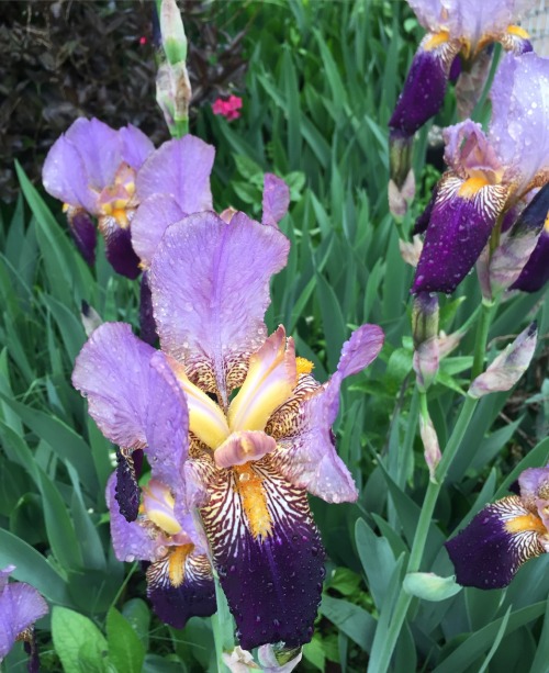Iris Argentea Variegata