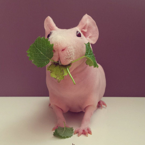 trixalla:  perenolde:  boredpanda:    Naked Guinea Pig Poses With His Favorite Food    is that a nug  That’s a nug 